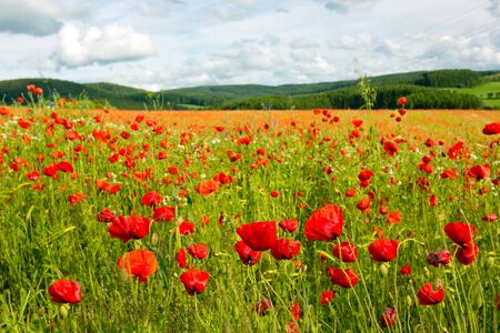 Red poppies against the blue sky.Poppies on green field.の写真素材