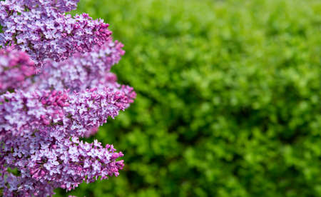 Close-up beautiful lilac flowers with the leaves. Sweet Lilac on the green background.Green branch with spring lilac flowers.の写真素材