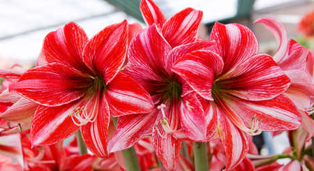 Beautiful Blossoms of red Amaryllis flower.Flowers background.の写真素材