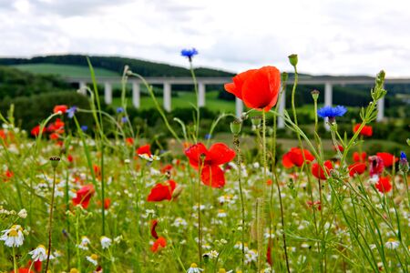 Red poppies against the blue sky.Poppies on green field.