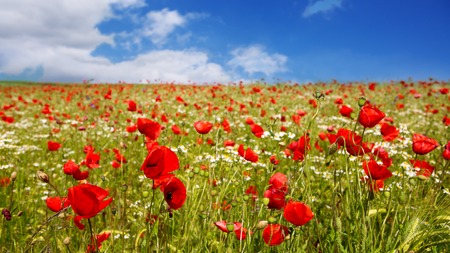 Red poppies against the blue sky.Poppies on green field.の写真素材
