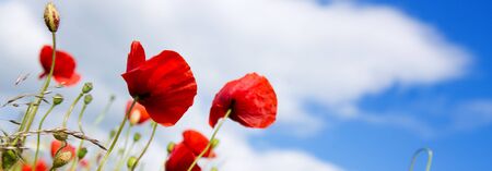 Red poppies against the blue sky.Poppies on green field.の写真素材