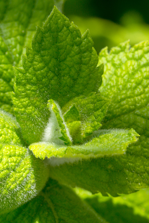Fresh looking green peppermint leaves. Fresh mint.