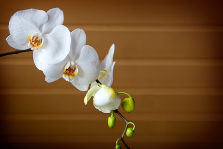 Light white orchid flowers isolated on brown wood background.の写真素材