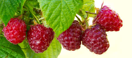 Raspberries. Growing Organic Berries closeup. Ripe raspberry in the fruit garden.