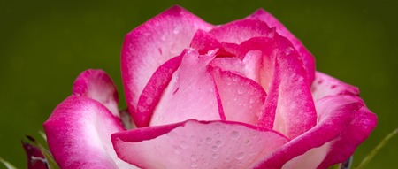 Close up of pink rose petal and water drops .Macro Shot of a pink Rose.の写真素材