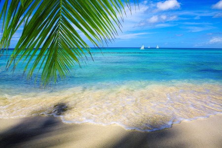 Beautiful caribbean sea and green palm leaves . Sommer ocean landscape as background.の写真素材