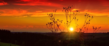 Plant of field at sunset. Nature vintage background.の写真素材