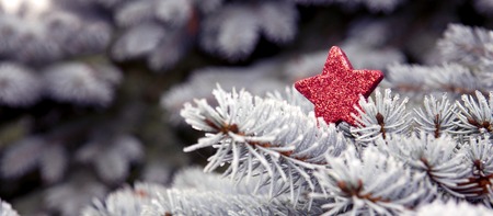 Close up of red star on pine branch.Christmas background.の写真素材