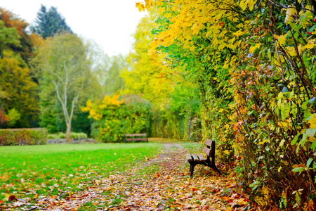 Beautiful Autumn Colours and a Park Bench. Autumn background.の写真素材