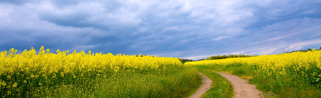 Road through the meadow.の写真素材