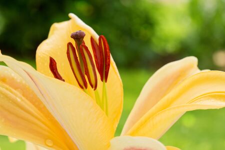 Lilly flower closeup.の写真素材