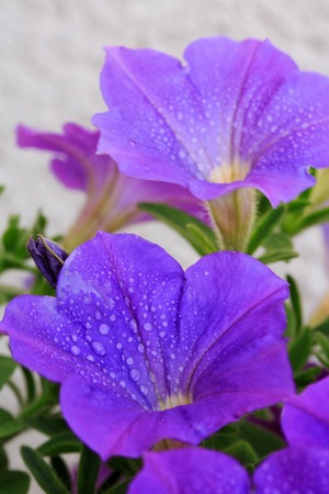 Closeup of beautiful purple Petunia.の写真素材