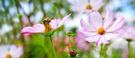 Bee on Cosmea flowers.の写真素材