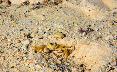 Crab on a sand. Close up crab on the sand.