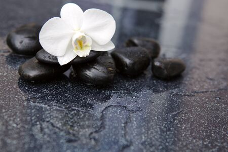 White single orchid and black stones close up.の写真素材