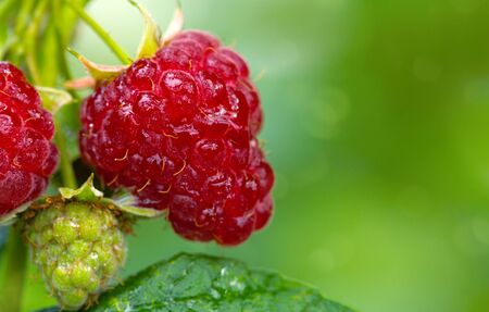 Close-up of the ripe raspberry in the fruit garden.