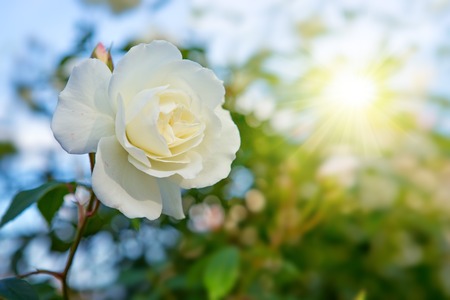 White rose with rays of light.の写真素材