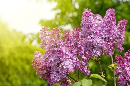 Close-up beautiful lilac flowers with the leaves. Lilac on the green background. Branch with spring...