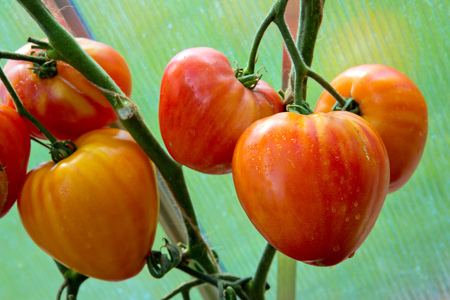 Ripe natural orange russian tomatoes growing on a branch in a greenhouse.の写真素材