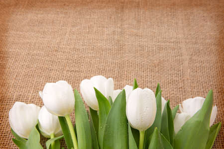 Spring white tulips isolated.の写真素材