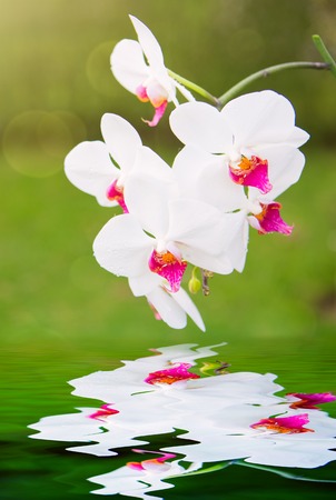 White Orchid Flowers in the garden.の写真素材