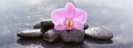 Single orchid flower and black stones.の写真素材