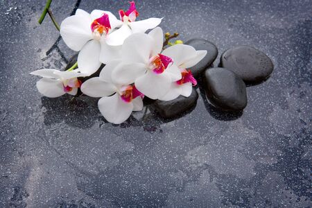 White orchid and black stones close up.の写真素材