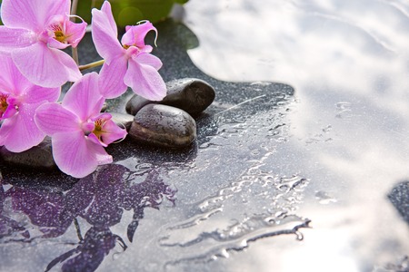 Pink orchid and basalt stones on the black background.の写真素材