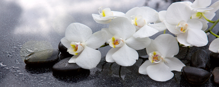 White orchid and black stones close up.の写真素材