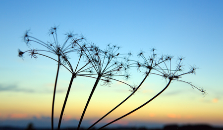 Vintage grass plant on summer sunset.