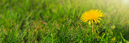 Close up of single yellow dandelion .の写真素材