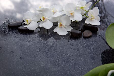 White orchid and black stones close up.の写真素材