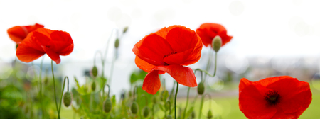 Red poppies isolated on white blur background.Flowers background.の写真素材