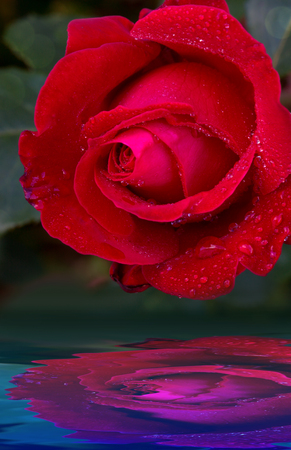 Beautiful roses reflected in water.の写真素材