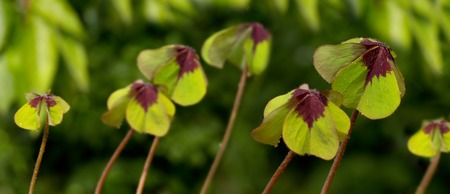 Four leaves clover isolated on green background.