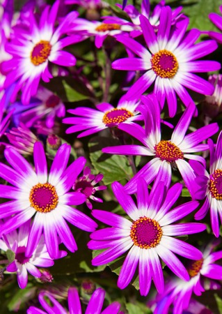 Pericallis flowers bouquet.の写真素材
