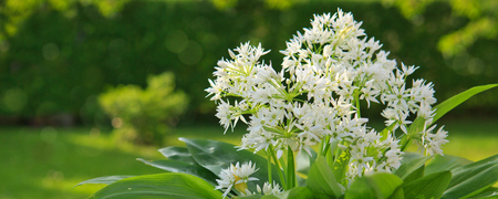 Flowering wild garlic leek in the garden.Closeup of blooming wild garlic flowers isolated on green.の写真素材