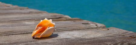 Seashell on wooden background and caribbean sea.Sommer meer Landschaft.の写真素材
