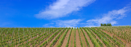 Panoramic view of a vineyard in the Germany.の写真素材