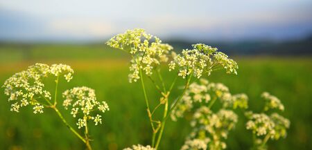 Wildflowers field and blue sky.の写真素材