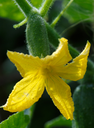 Growing cucumbers in the garden.の写真素材