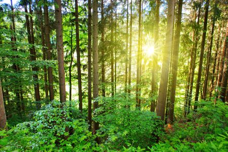 Sun in the pine forest.