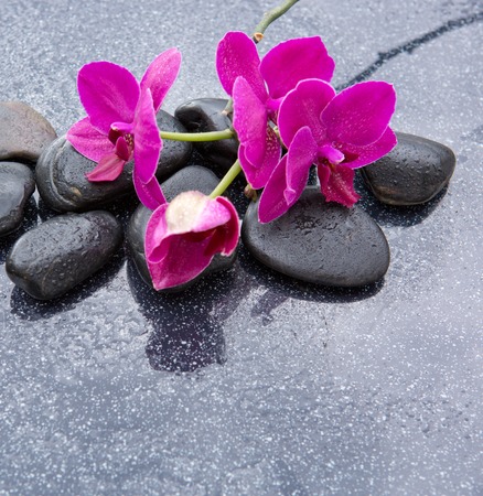 Pnk orchids and black stones close up.の写真素材