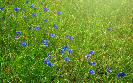 Summer field with cornflowers at sunny day.の写真素材