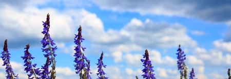 Salvia grass flower in the field and blue sky.の写真素材