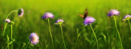 Macro shot on butterfly and purple flowers.の写真素材