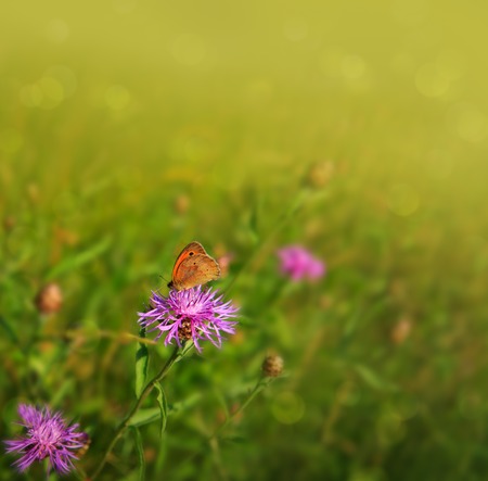 Macro shot on butterfly and cornflower.の写真素材