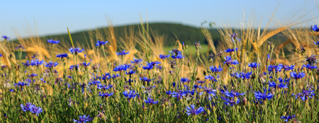 Blue cornflowers in wheat field.の写真素材