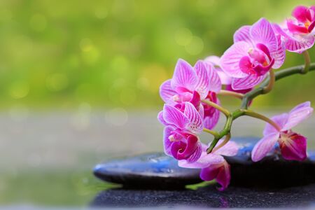Pnk orchids and black stones .Wellness background.の写真素材